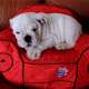 WHITE  Englisch Bulldogge Welpen...